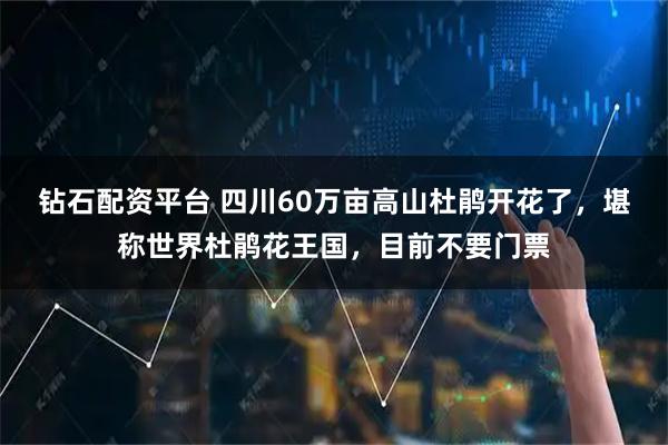 钻石配资平台 四川60万亩高山杜鹃开花了，堪称世界杜鹃花王国，目前不要门票